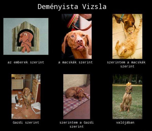 deményista vizsla