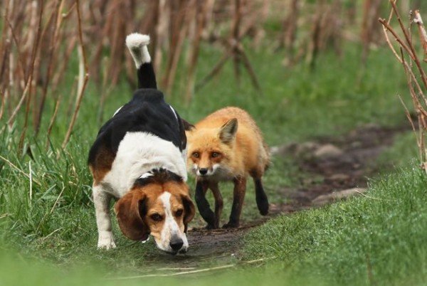 Dogs fox hunts beagle in forest near Montreal 2011 09 30