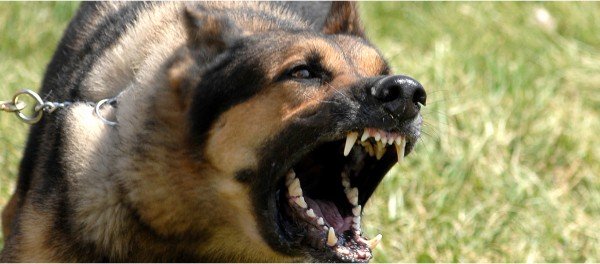 aggressive_dog