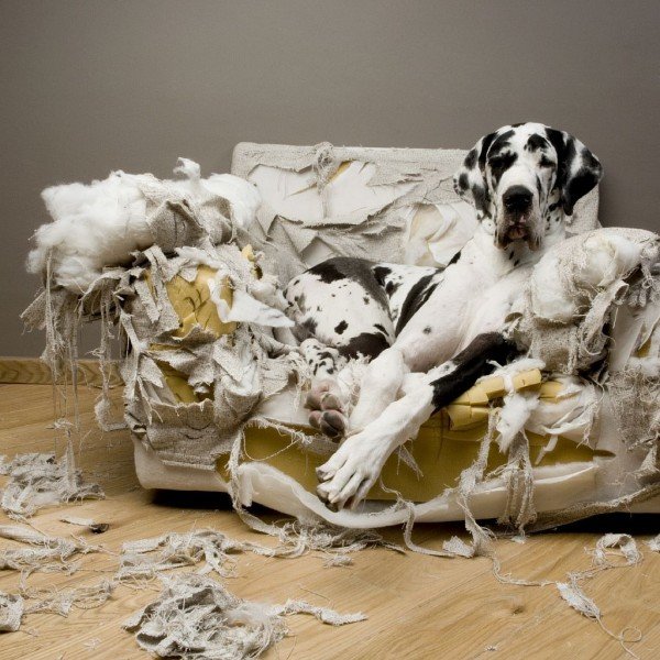 great_dane_torn_couch_original