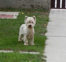 westie