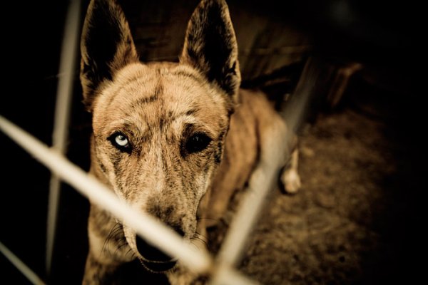 20090301203311_shelter_dogs_144_azul