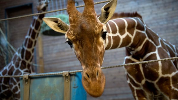 Copenhagen Zoo's giraffe Marius