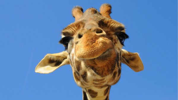 Giraffe-HD-Wallpaper-Dekstop