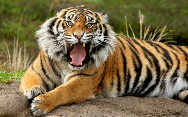 sumatran_dangerous_tiger-wide